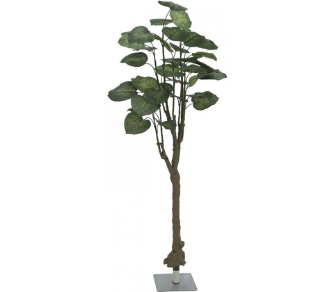 Pothos stromek, 175cm