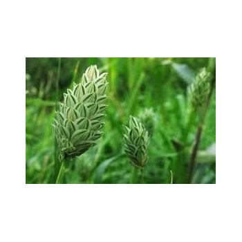 POLAN SEMENÁ OKRASNÁ TRÁVA KANAR 2G