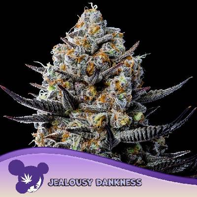 Anesia Seeds Jealousy Dankness semena neobsahují THC 10 ks