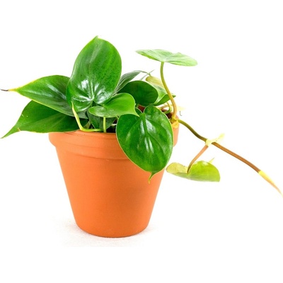Gardners Philodendron scandens, průměr 12 cm Filodendron
