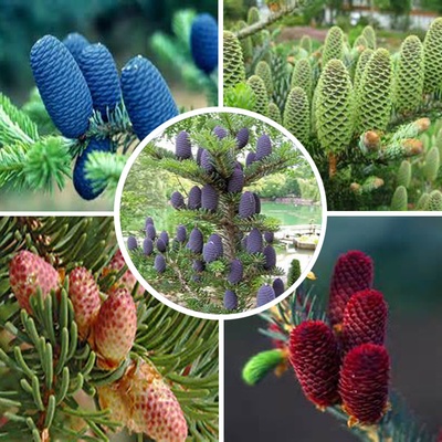 Jedľa kórejská strieborná kučera, Abies koreana Silberlocke, výška do 50 cm. Najkrajší ihličnan s farebnými šiškami