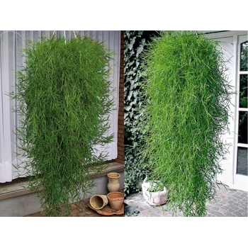 Previsl bambus Green Twist - Heureka.sk