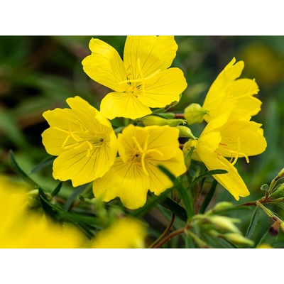 Pupalka missourská African Sun - Oenothera, kont. 0,5 l