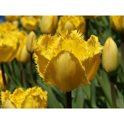 Tulipán Crystal Star 7 ks v balení