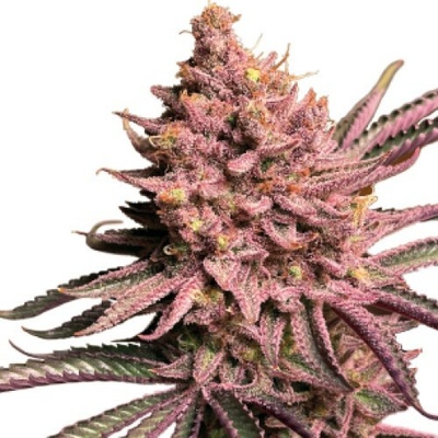Serious Seeds Seriotica semena neobsahuji THC 3 ks