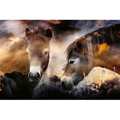 DIMEX ART Флизелинов фототапет диви коне 375 x 250 см