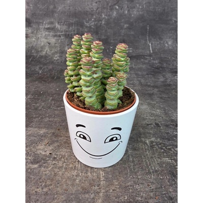 Crassula Marnieriana 8 cm (Sukulent, který skoro nic nepotřebuje)