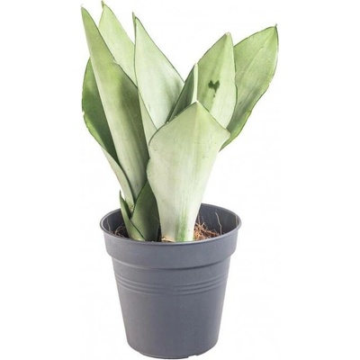 Tchýnin jazyk, Sansevieria trifasciata Moonshine, průměr květináče 12 cm