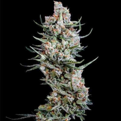 Spliff Seeds Crystal White semena neobsahují THC 5 ks
