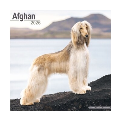 Afghan Square Dog Breed Wall 16 Month 2026