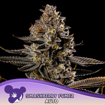Anesia Seeds Smashberry Fumez semena neobsahují THC 5 ks