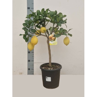 Citrofortunella microcarpa 26x130 cm