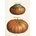 Přání Pumpkins