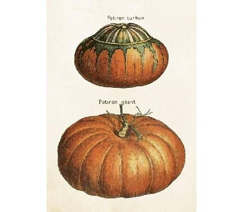 Přání Pumpkins