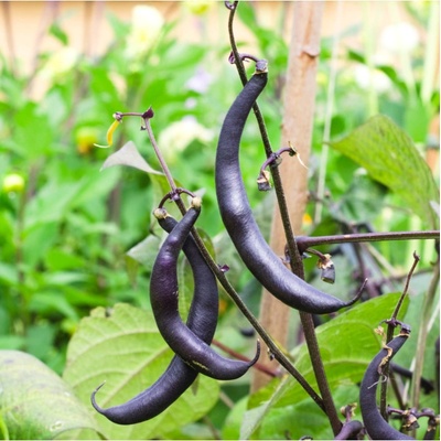 BIO Fazuľa fialová Teepee - Phaseolus vulgaris - bio semená fazule - 20 ks