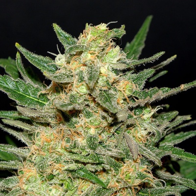 Kannabia Seeds Thai Fantasy semienka neobsahujú THC 1 ks