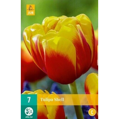 Tulipán Shell "C" 1 balenie - 7 ks