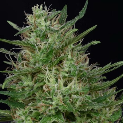 Don Avalanche Seeds Don Green Crack semena neobsahují THC 5 ks
