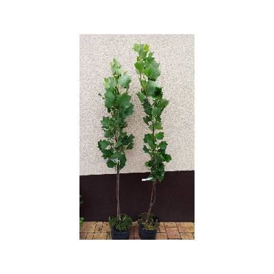 Liliovník tulipánokvětý Fastigiatum - 110 cm