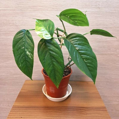 Epipremnum Pinnatum Marble Variegata
