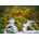 Cherry Pazzi - Puzzle Silky Smooth - 1 000 piese