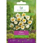 W. Legutko Krokus Cream Beauty, 7 бр
