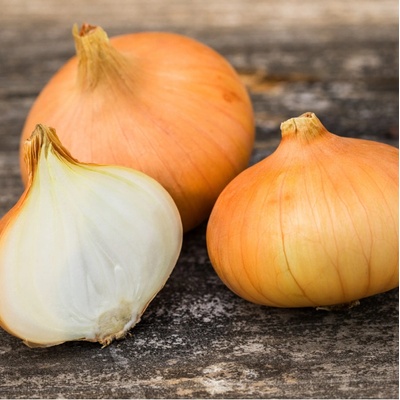 Cibule štutgartská žlutá - Allium cepa - semena cibule - 250 ks