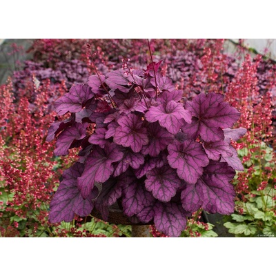 Heuchera hybrida WILD ROSE - dlužicha