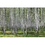 DIMEX ART Флизелинов фототапет брезова горичка iii. 375 x 250 см