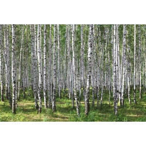 DIMEX ART Флизелинов фототапет брезова горичка iii. 375 x 250 см