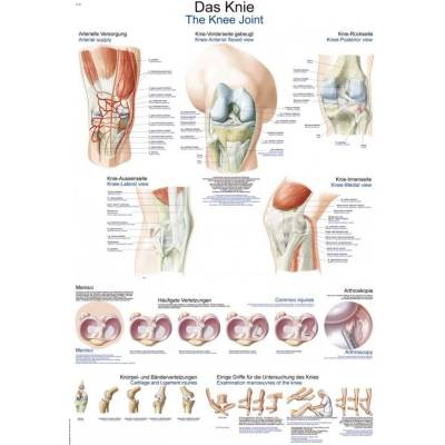 Schéma - anatomie kolene Papír bez lišty