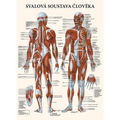 Vydavatelství Poznání Anatomická mapa - Svalová soustava člověka