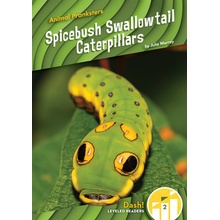 Spicebush Swallowtail Caterpillars Murray Julie