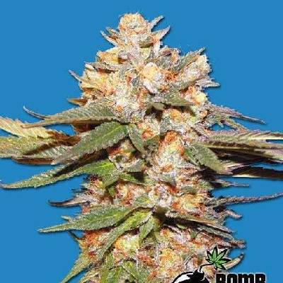 Bomb Seeds Big Bomb AUTO semena neobsahují THC 5 ks