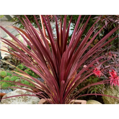 Austrálska palma Red Star, výška 30-50cm, kvetináč 13 cm