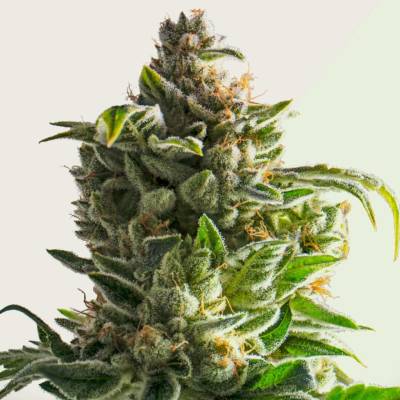 Kera Seeds Crazy Bud AUTO semena neobsahují THC 5 ks