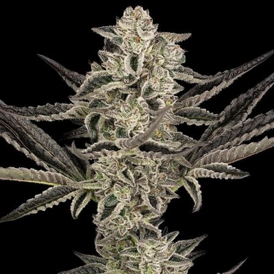 Sensi Seeds Research Purple Pickle Auto semena neobsahují THC 3 ks