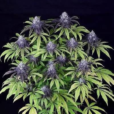 SEEDSMAN Peyote Wi-Fi CBD semena neobsahují THC 3 ks