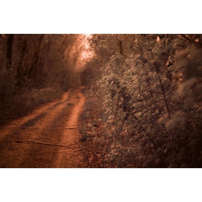 Dimex MS-5-1708 Vliesová fototapeta Cesta lemovaná duby rozměry 375 x 250 cm