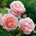 David Austin® Катерлива Роза Strawberry Hill® - David Austin®