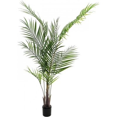 Areca palma s velkými listy, 165 cm