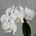 Orchidea phalaenopsis multiflora biela