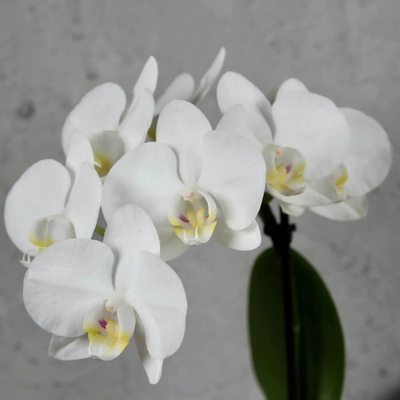 Orchidea phalaenopsis multiflora biela