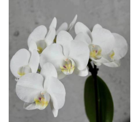 Orchidea phalaenopsis multiflora biela