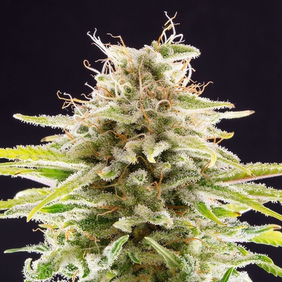 KANNABIA SEEDS Super OG Kush semienka neobsahujú THC 5 ks