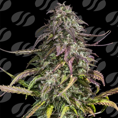 Original Sensible Seeds Melon Mosh Auto semena neobsahjí THC 1 ks