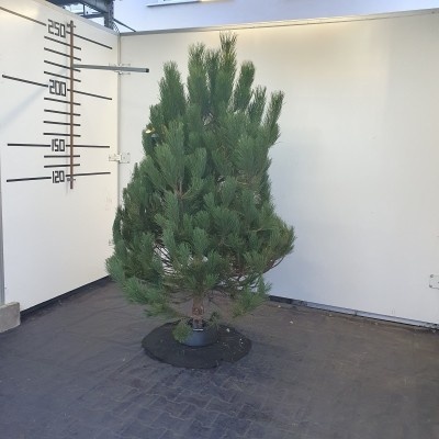 Živý vianočný stromček - Borovica čierna 180 - 210cm