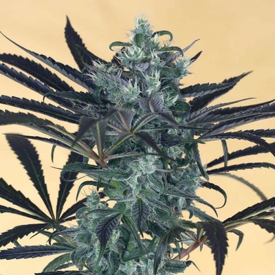 Humboldt Seed Organization Blueberry Headband semena neobsahují THC 3 ks