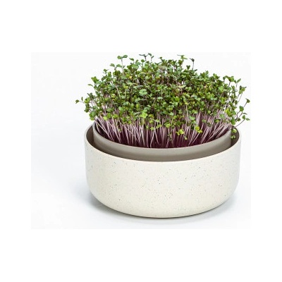 Plastia klíčiaca miska MICROGREENS - slonová kosť s kávovou usadeninou