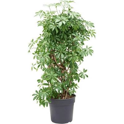 Schefflera arboricola Compacta branched 34x140 cm